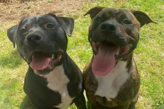 7 Langkah Toilet Training Anjing agar Tak Buang Air Sembarangan