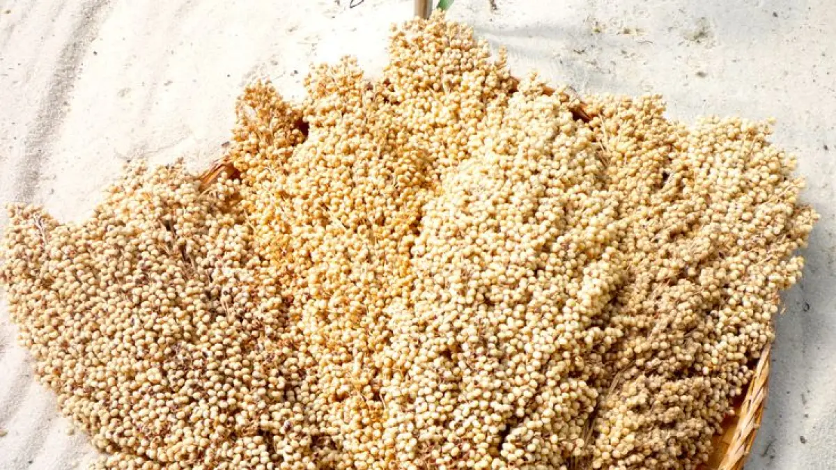 Umbi Lokal Tradisional: Kimpul, Keladi, dan Sorgum untuk Pangan Bergizi dan Bebas Gluten