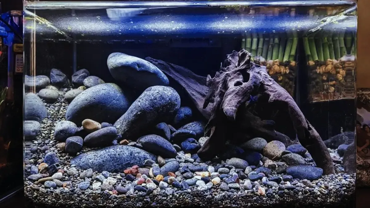 Aquascape Minimalis untuk Pemula: Taman Air Indah dengan Perawatan Mudah