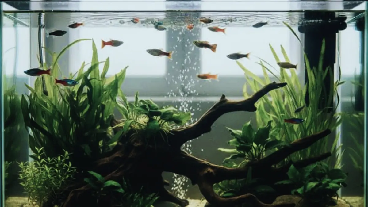 Aquascape Minimalis untuk Pemula: Taman Air Indah dengan Perawatan Mudah