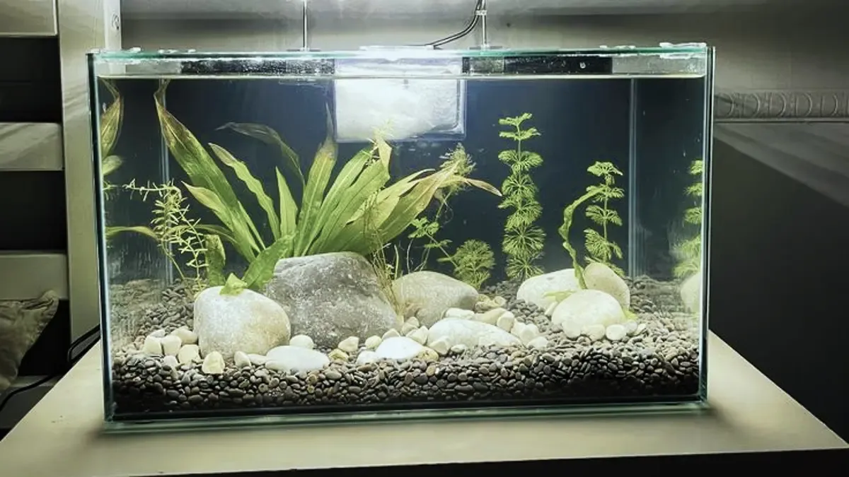 Panduan Lengkap Setup Aquascape Minimalis Kecil