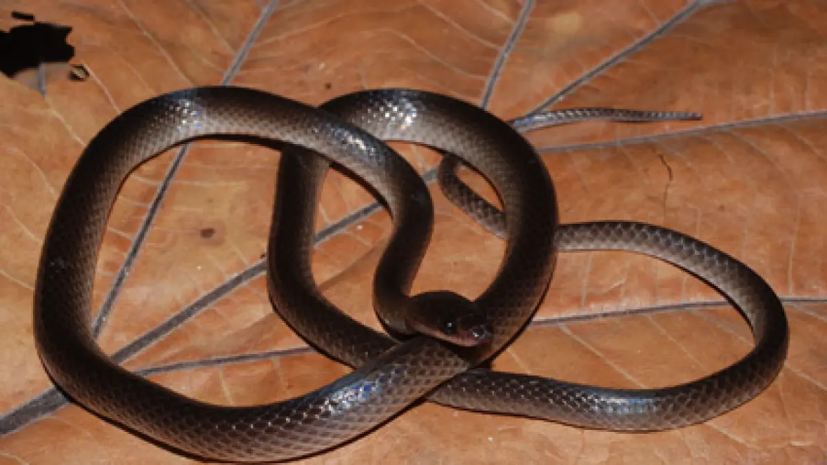Ular Baru dari Papua Diberi Nama Lielaphis slashi Terinspirasi Gitaris Ikonik