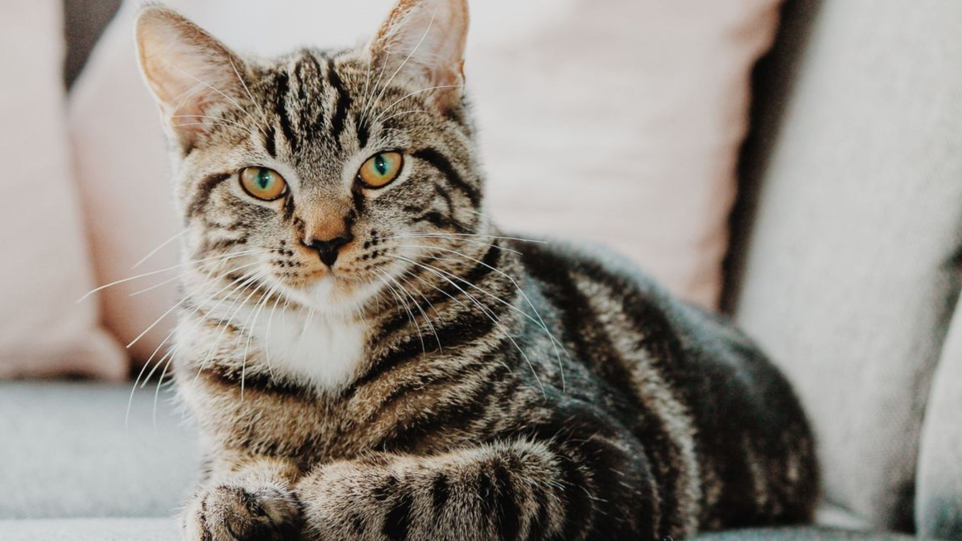 Mencegah Kerontokan Bulu Kucing Saat Musim Kemarau: 8 Tips Perawatan Efektif