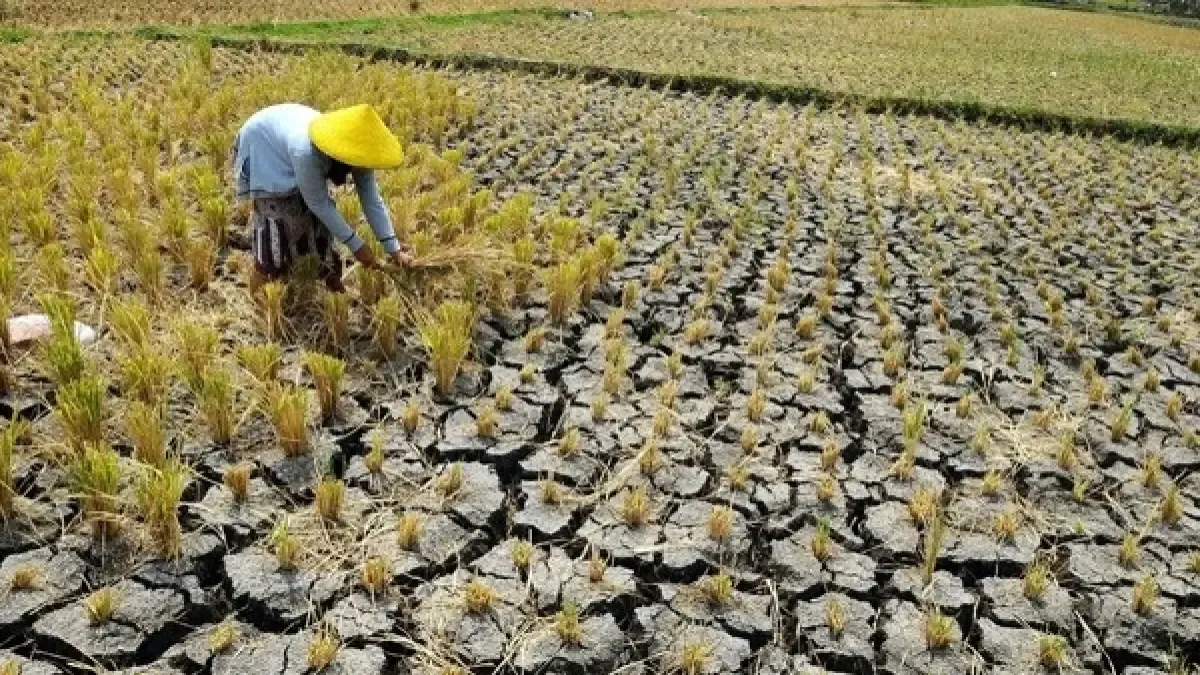 Super El Niño dan Ancaman Krisis Beras di Asia Tenggara