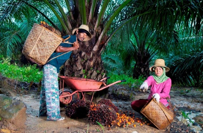 Peremajaan Kebun Sawit Riau: Jalan Naikkan Produktivitas dan Pendapatan Petani