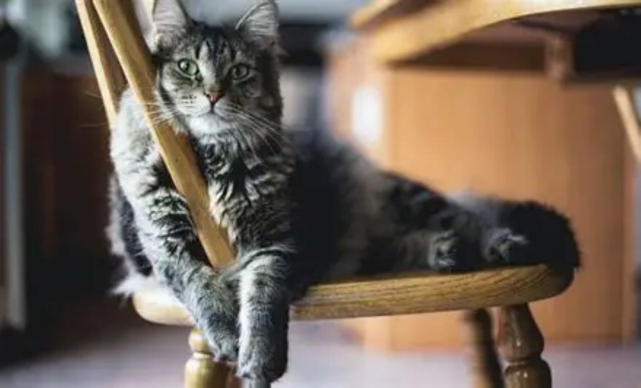 Mencegah Kerontokan Bulu Kucing Saat Musim Kemarau: 8 Tips Perawatan Efektif