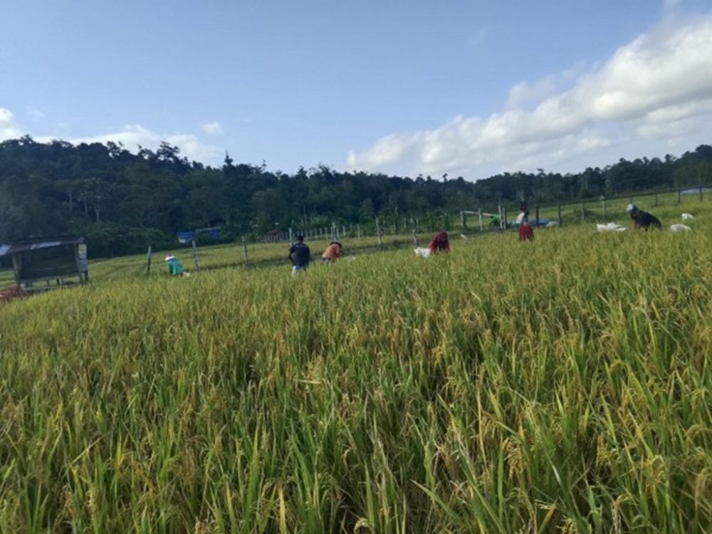 Pemerintah Percepat Rehabilitasi Irigasi untuk Jaga Ketahanan Pangan