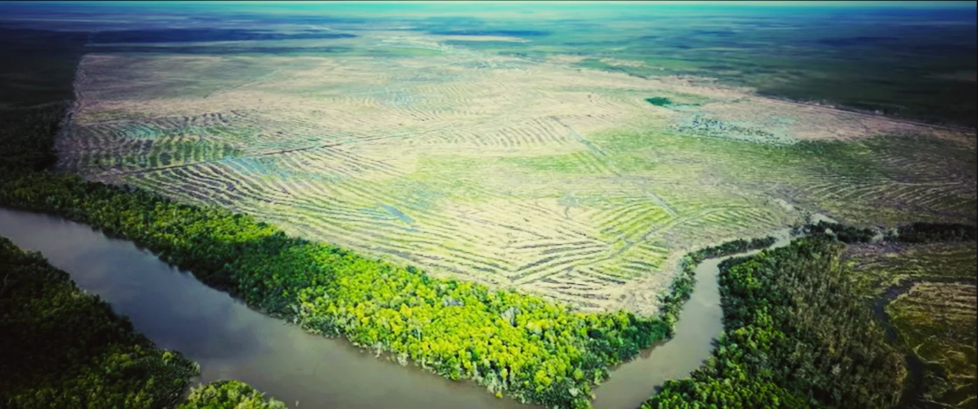 Food Estate Papua: Ketahanan Pangan, Siapa Diuntungkan?
