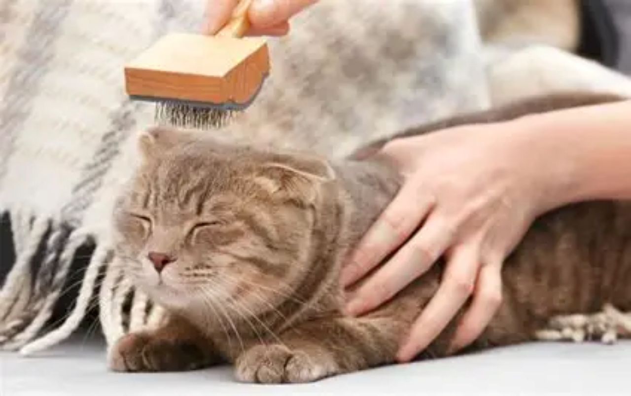Mencegah Kerontokan Bulu Kucing Saat Musim Kemarau: 8 Tips Perawatan Efektif