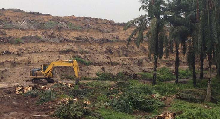 Program Peremajaan Sawit Rakyat Riau: Target Tercapai, Akselerasi Masih Tersendat
