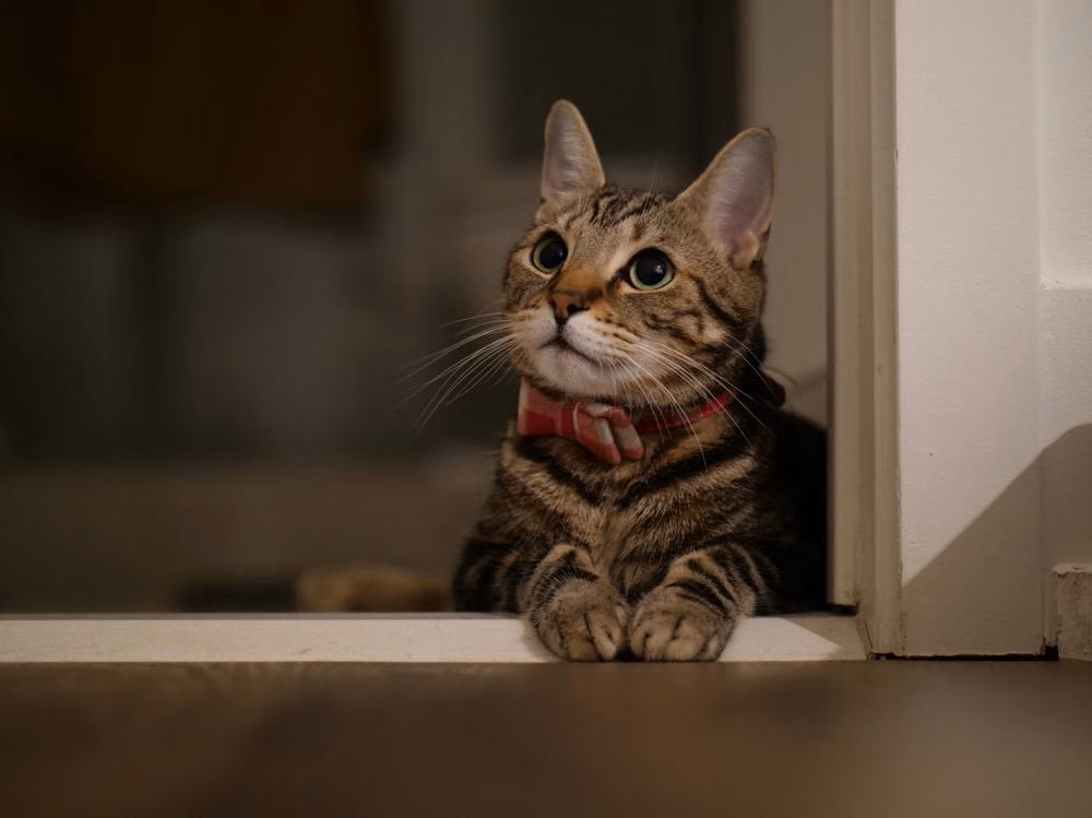 Panduan Lengkap Memahami 8 Perilaku Kucing Aneh di Rumah