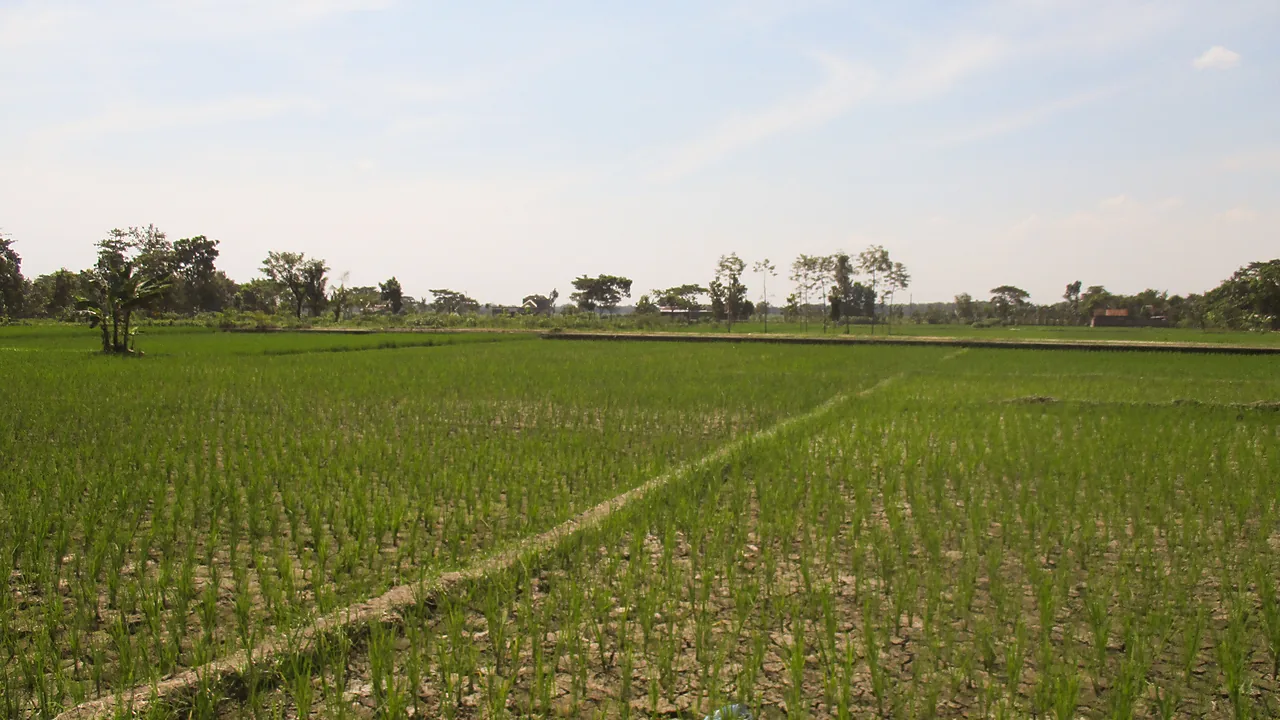 Sulsel Kucurkan Rp780 Miliar untuk Rehabilitasi Irigasi Sawah