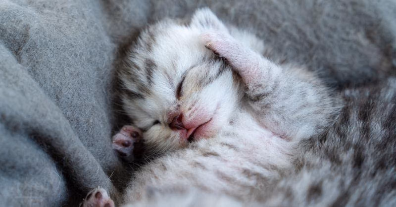 Tanda Awal Diare dan Panleukopenia pada Kucing: Kapan Harus Segera ke Dokter Hewan