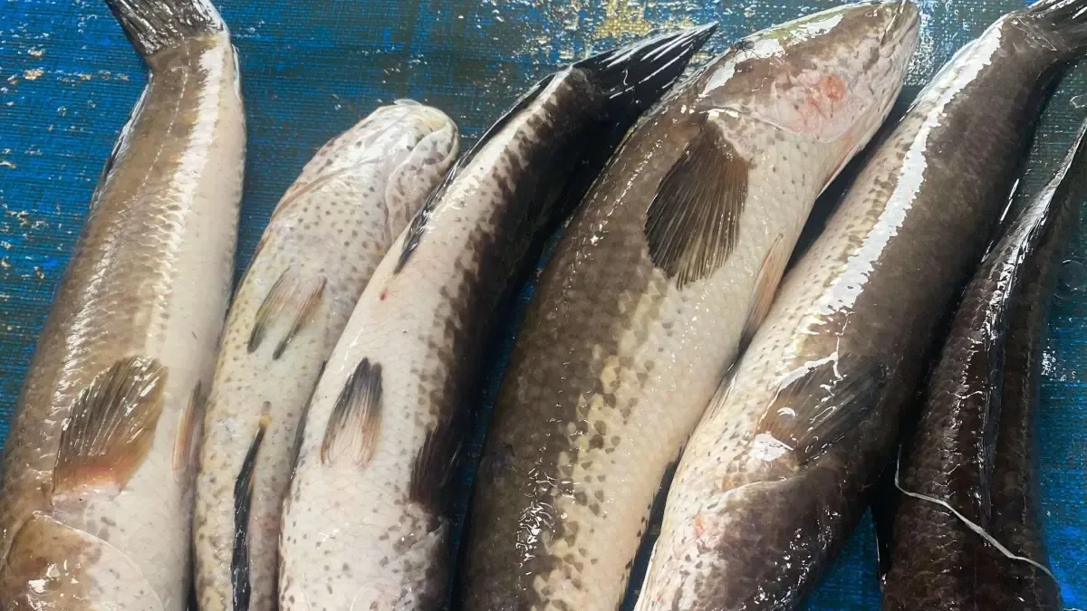Ikan Gabus untuk Pemulihan Pascaoperasi: Cara Mengolah Agar Albumin Tetap Optimal