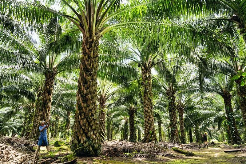 Denda Rp25 Juta per Hektar: Alarm bagi Petani Sawit