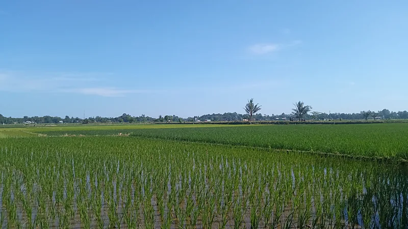 Sulsel Kucurkan Rp780 Miliar untuk Rehabilitasi Irigasi Sawah