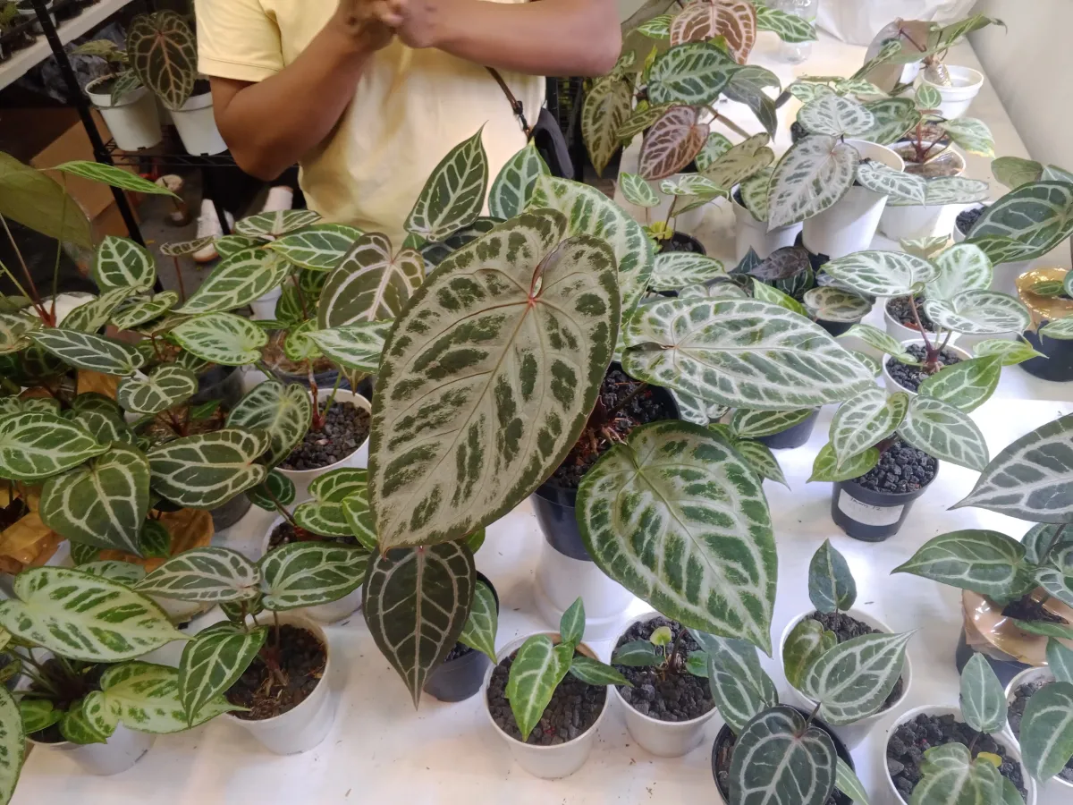 Tanaman Anthurium Hybrid Puluhan Juta: Panduan Kolektor Serius