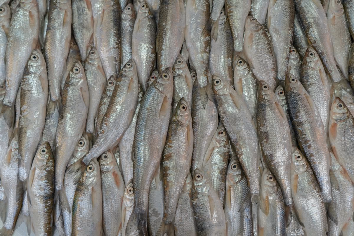 Sambal Ikan Cue dan Olahan Tongkol Praktis Siap 20 Menit