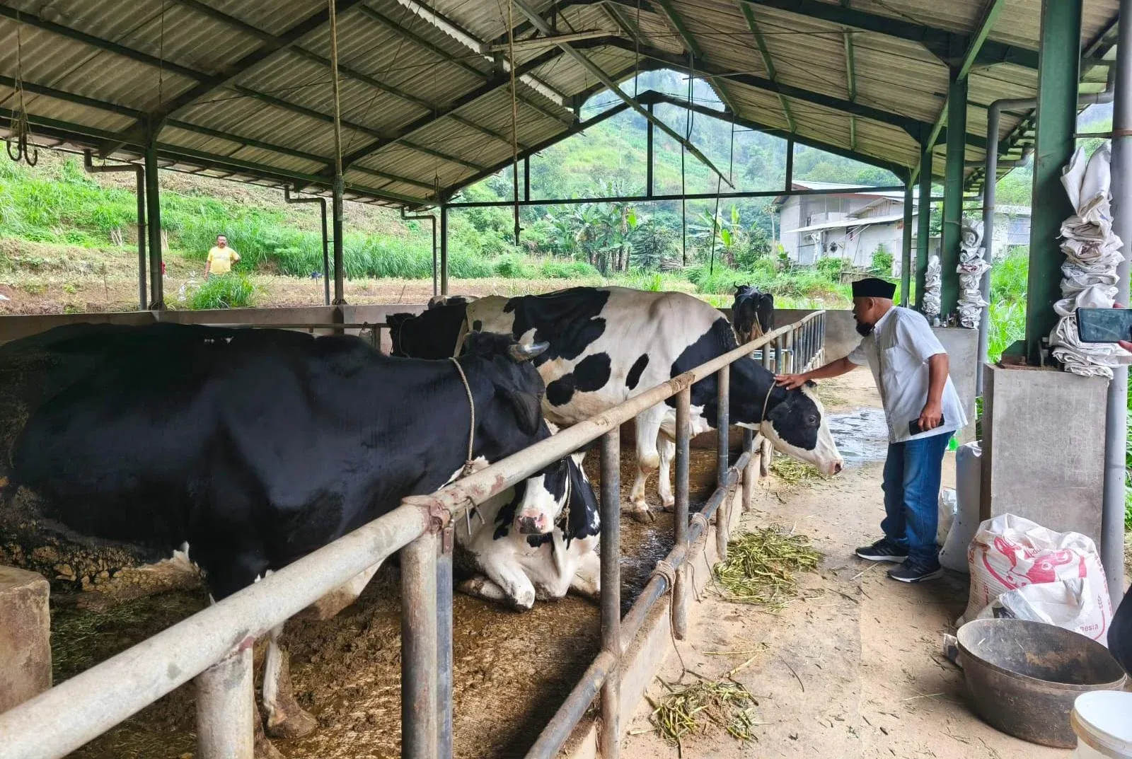 Wajib 80% Susu Segar Lokal di Dapur MBG: Siapa Untung, Siapa Kewalahan?