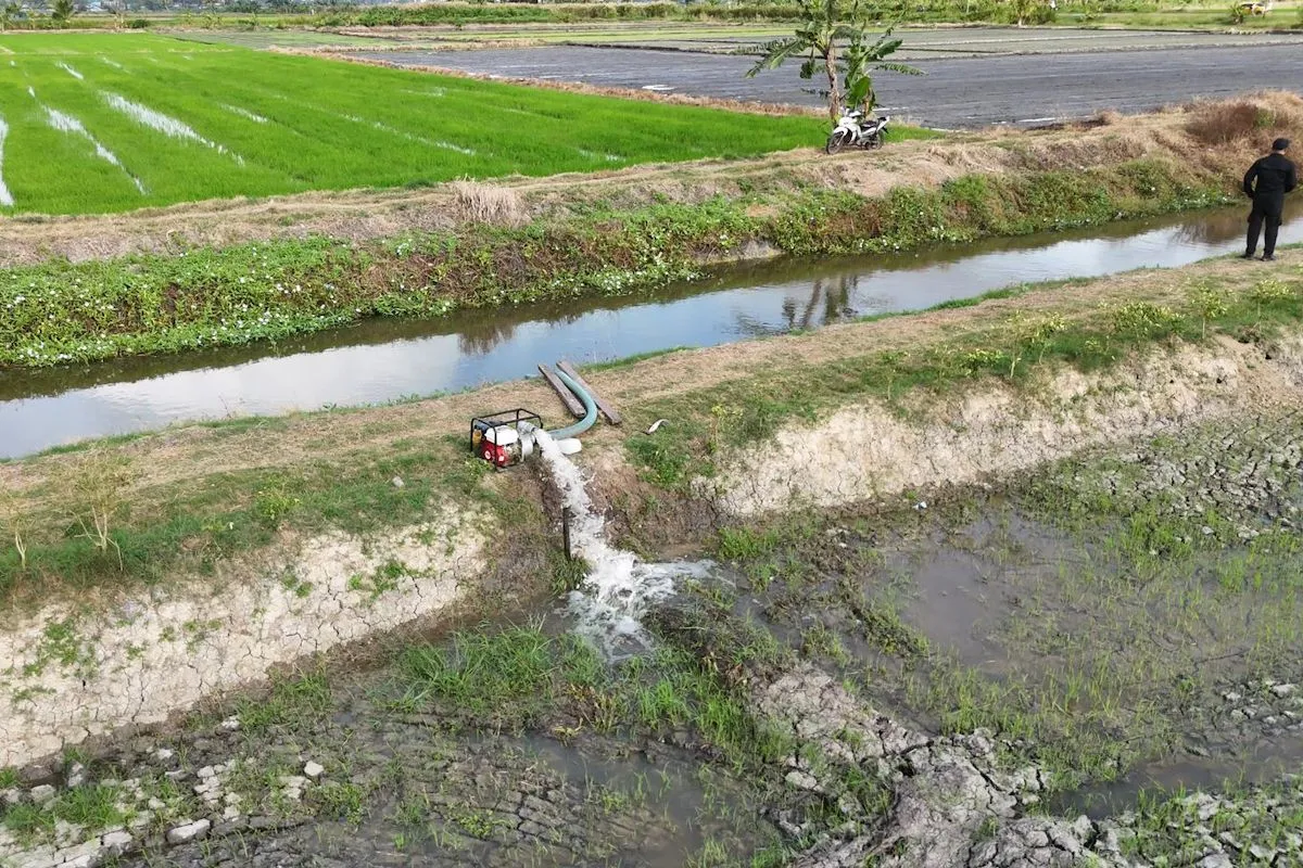 Padi Apung dan 30 Irigasi Baru: OKU Menggeliatkan Lahan Rawa