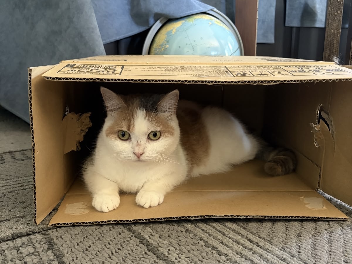 Memahami 5 Perilaku Kucing Paling Membingungkan di Rumah
