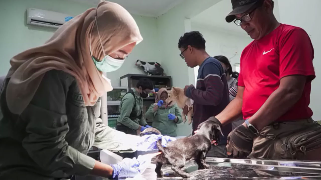 Program Vaksinasi Rabies Gratis Sidoarjo: Jadwal, Lokasi, dan Akses untuk Pemilik Hewan