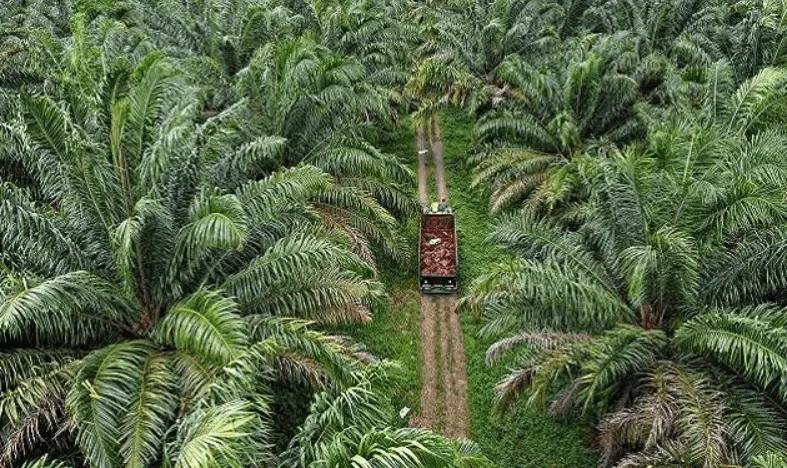 Persaingan Sengit Sawit di Pasar Pakistan: Regulasi, Risiko, dan Peluang