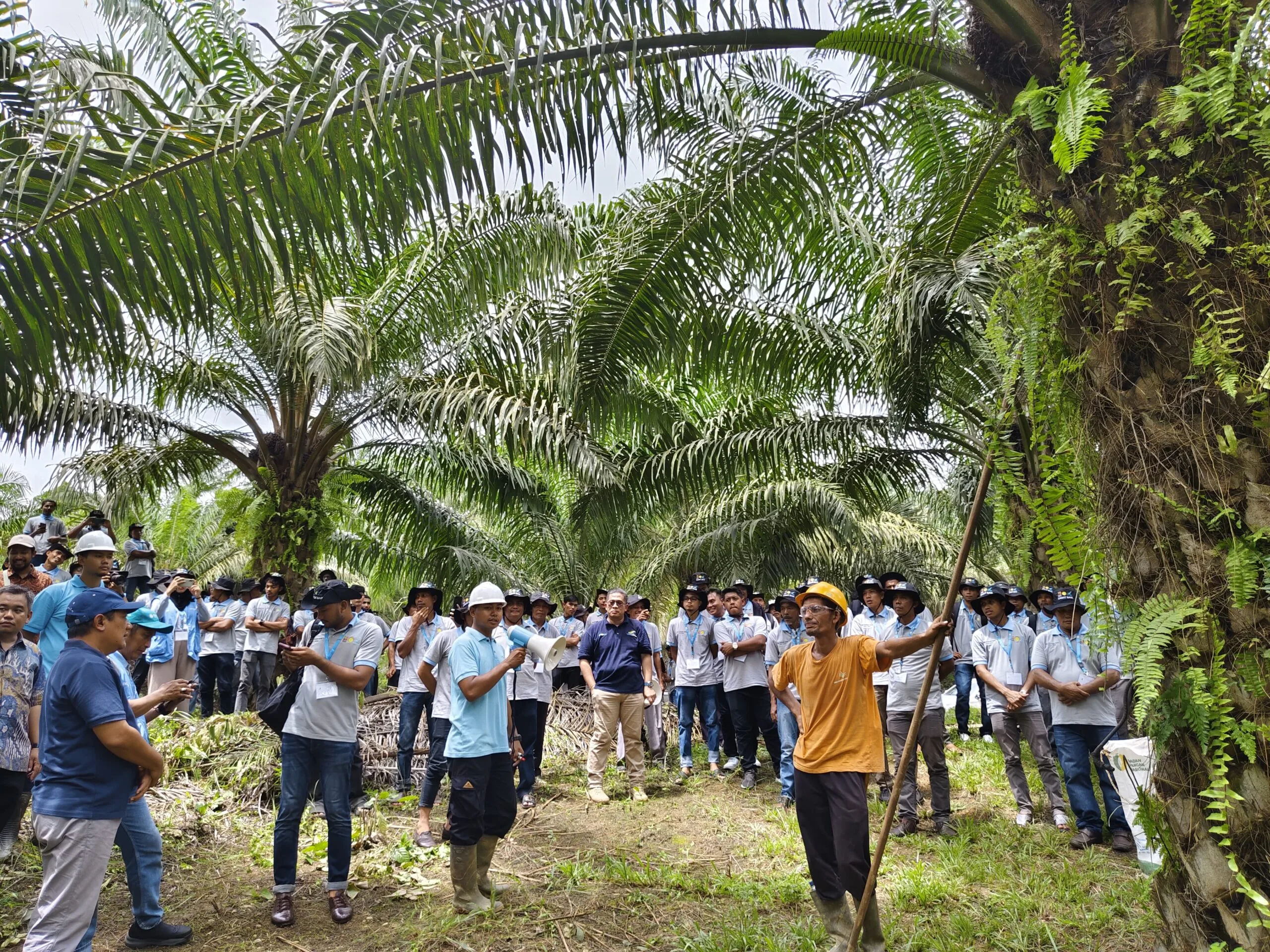 Pelatihan Teknis Kelapa Sawit: Dari Kebun Tradisional ke Usaha Berbasis Pengetahuan