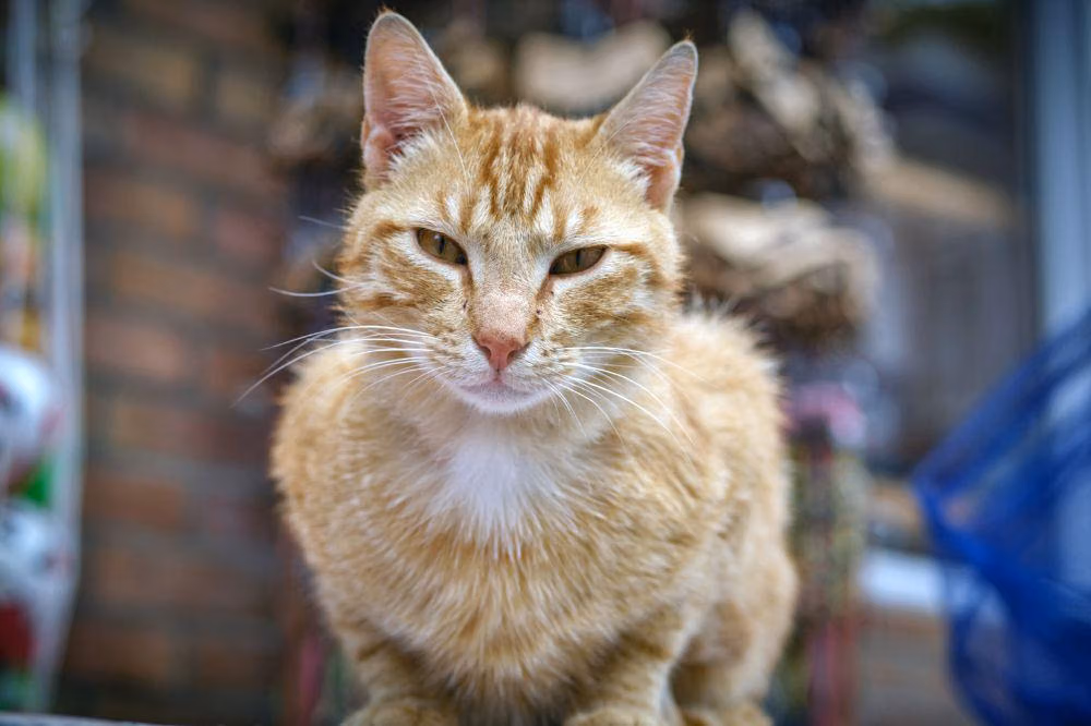 Tanda Awal Diare dan Panleukopenia pada Kucing: Kapan Harus Segera ke Dokter Hewan
