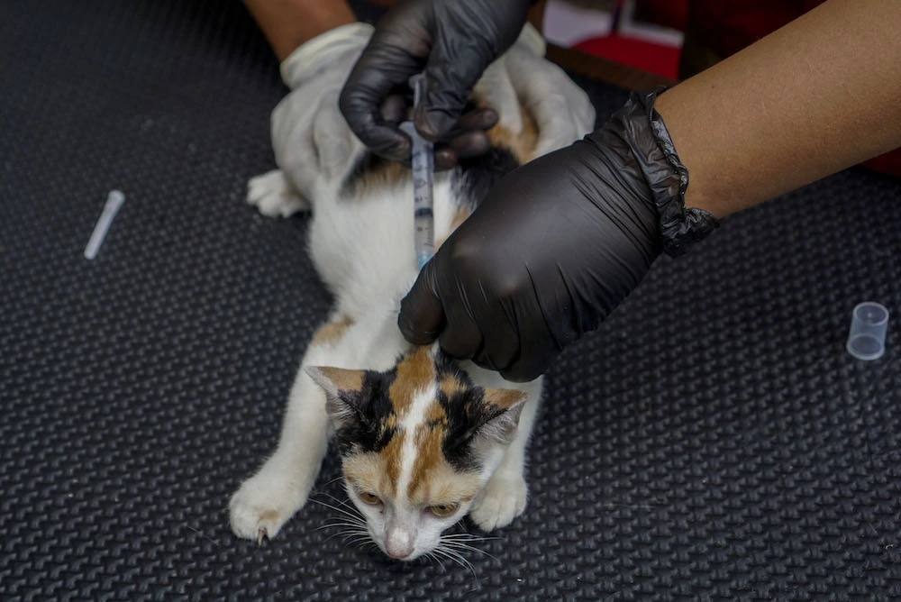 Vaksinasi Rabies Gratis: Jadwal, Lokasi, dan Urgensinya di Riau
