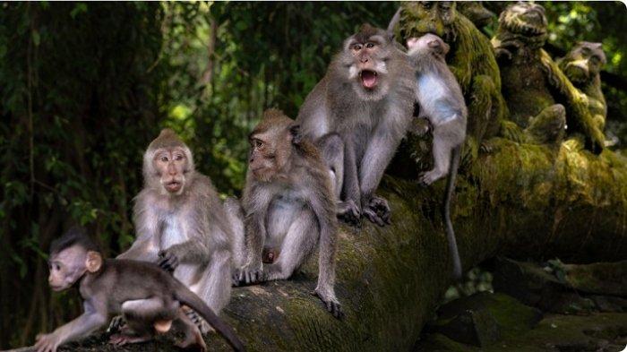 Panduan Hemat Tiket GWK dan Monkey Forest untuk Liburan