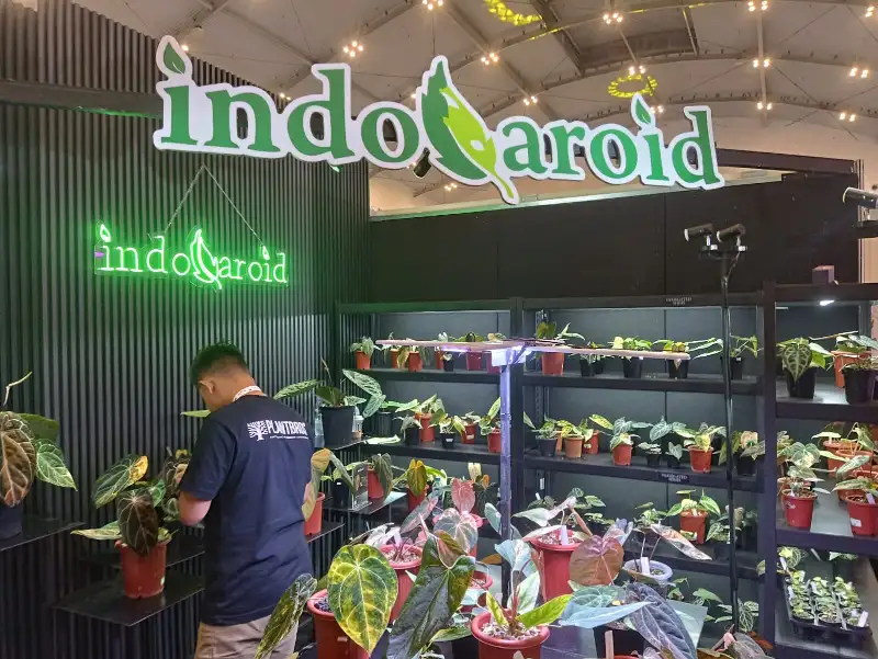 Dari Rp60 Ribu ke Puluhan Juta: Tanaman Hias Premium sebagai Simbol Gaya Hidup Baru