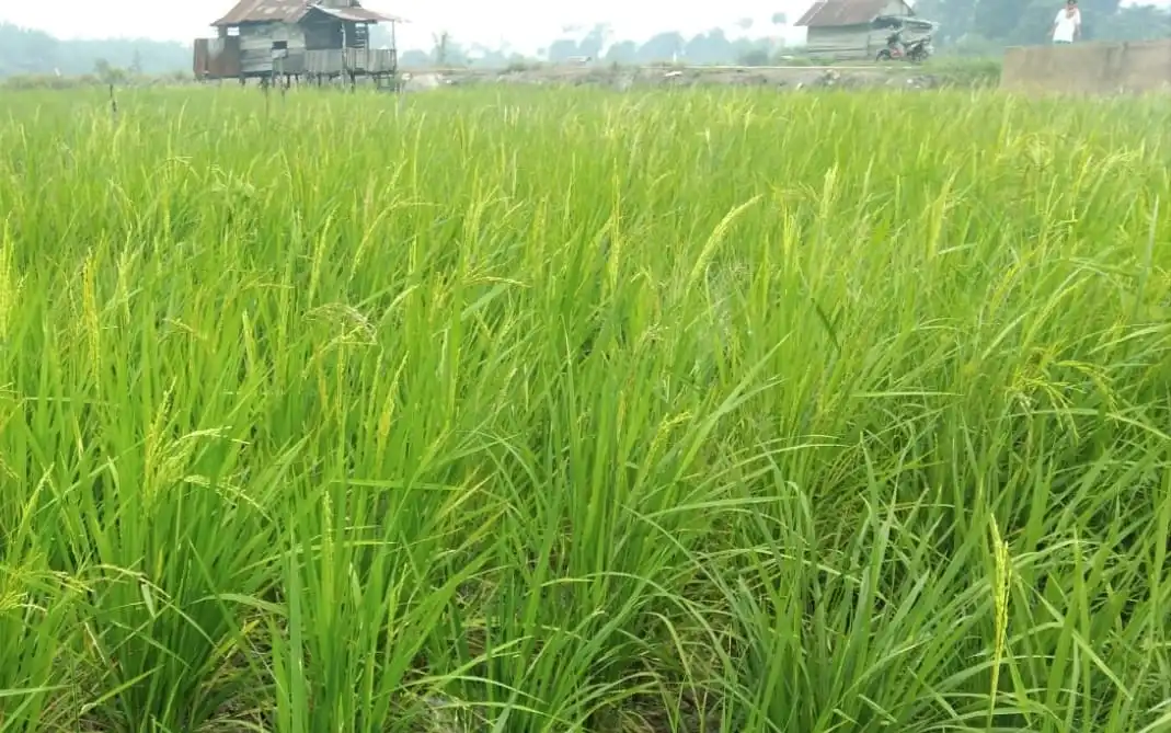 Pemerintah Percepat Rehabilitasi Irigasi untuk Jaga Ketahanan Pangan