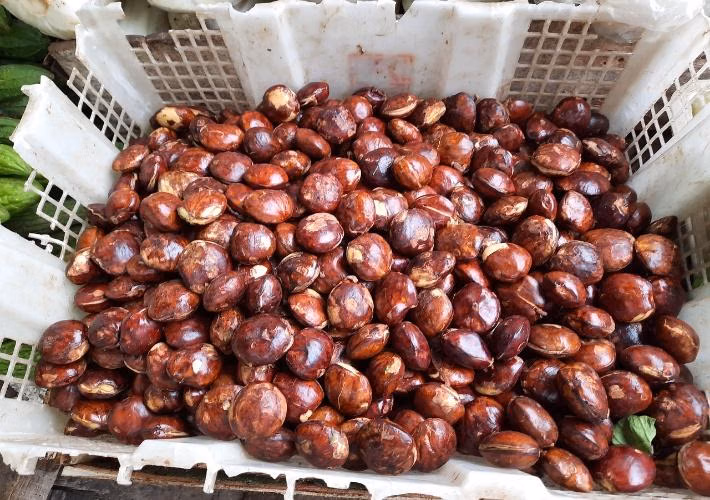 Kentang Hijau, Jengkol, dan Seafood: Mengenali Toksin Alami di Piring Kita