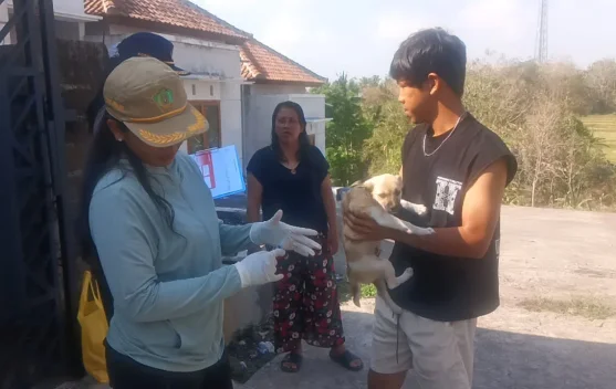 Wabah Rabies pada Anjing Muda dan Vaksinasi Darurat Massal