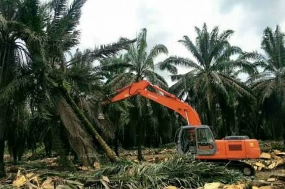 Program Peremajaan Sawit Rakyat Riau Tembus 55 Ribu Hektare