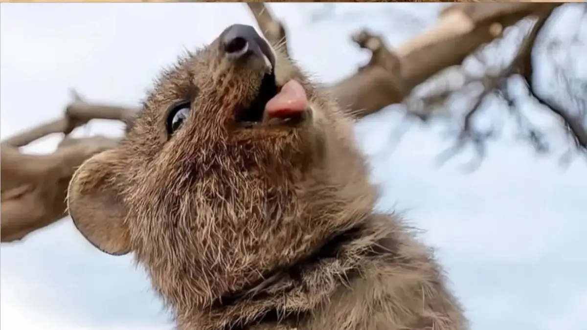 Tiga Fauna Australia Unik yang Mengubah Cara Kita Melihat Alam Liar