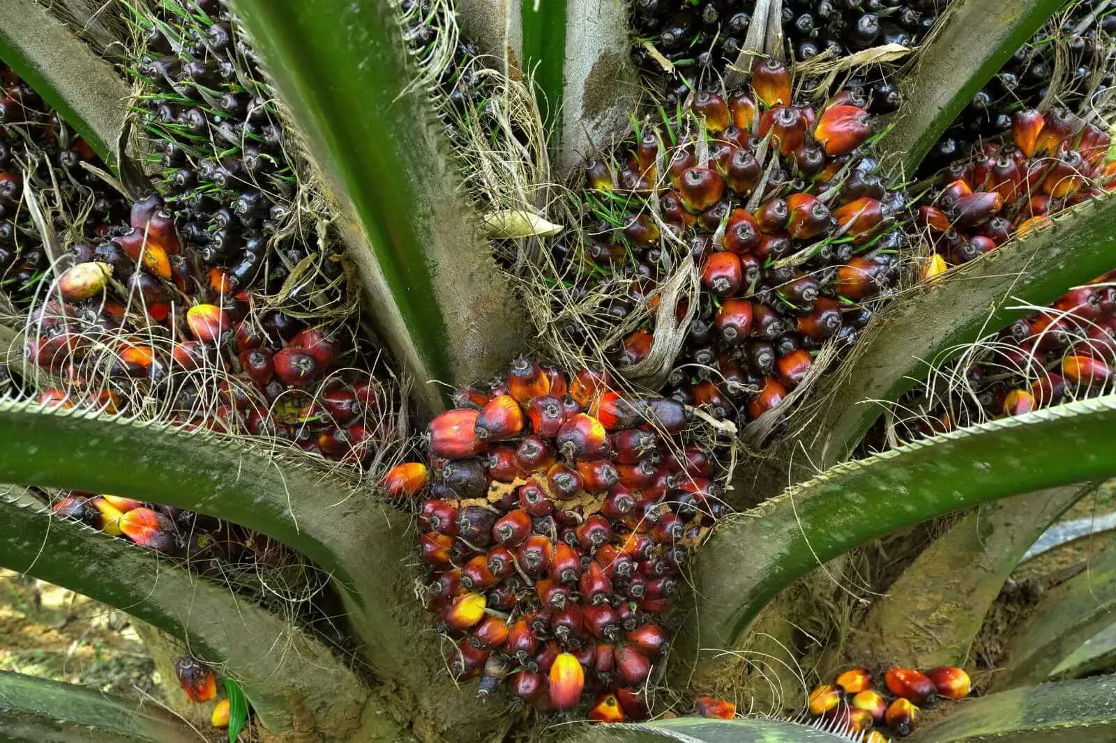Harga CPO Bergejolak Tipis di Tengah Tekanan Pasokan dan Tarif Impor