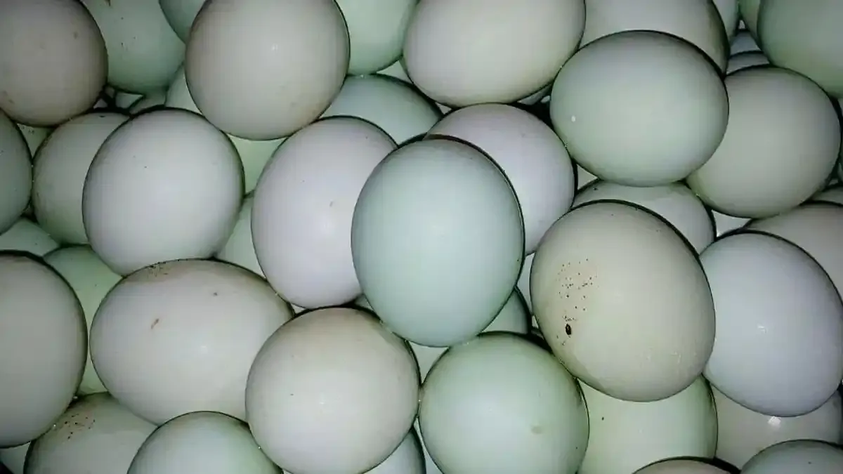 Telur Sempurna untuk Ibu Menyusui dan MPASI: Mana yang Paling Aman?