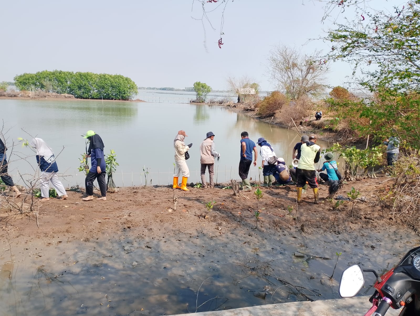 Penanaman Mangrove Masif: Komunitas Lokal Tangkal Rob dan Abrasi