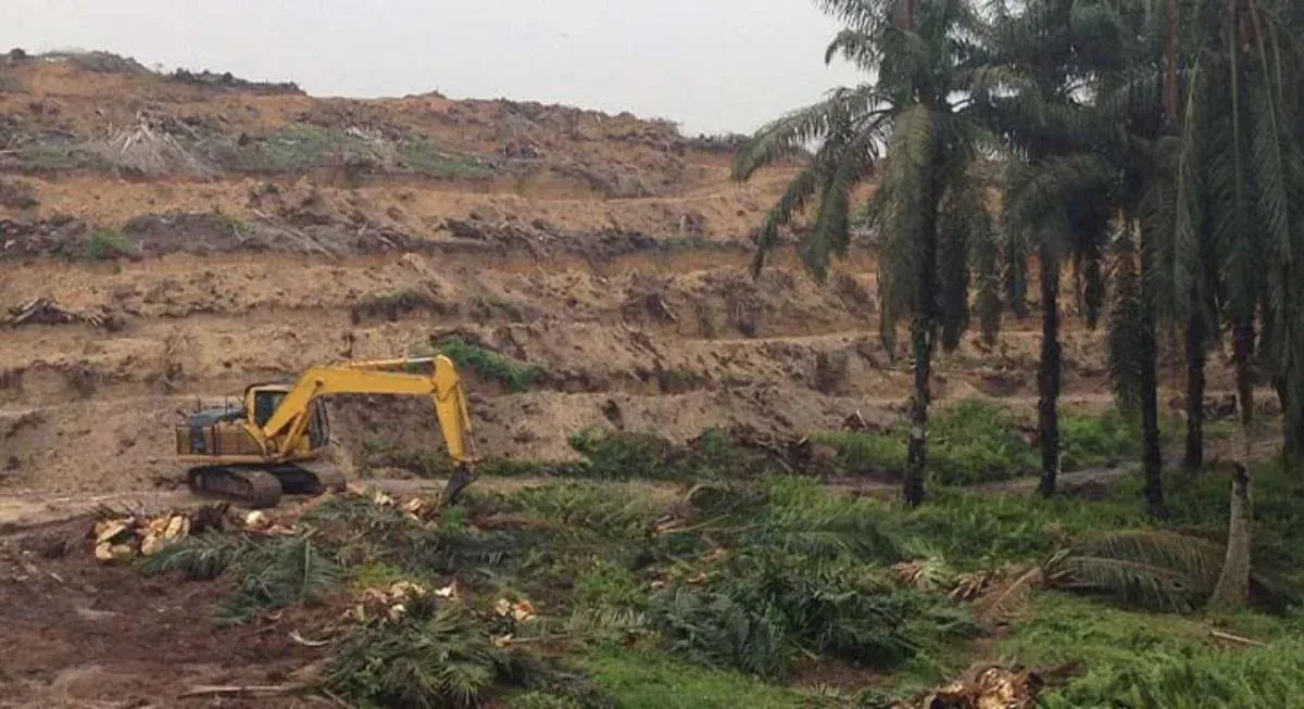 Program Peremajaan Sawit Rakyat Riau Tembus 55 Ribu Hektare
