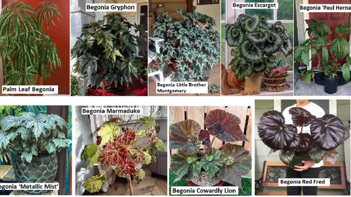 9 Varietas Begonia Berdaun Besar untuk Dekorasi Ruangan