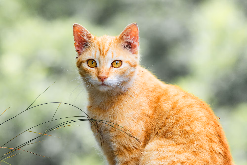 Memahami 5 Perilaku Kucing Paling Membingungkan di Rumah