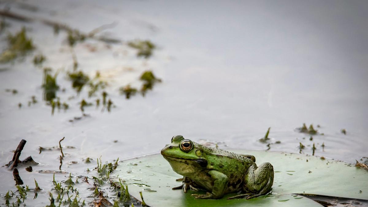 Katak Baru dari Hutan Amazon dan Ujian Serius bagi Konservasi Global