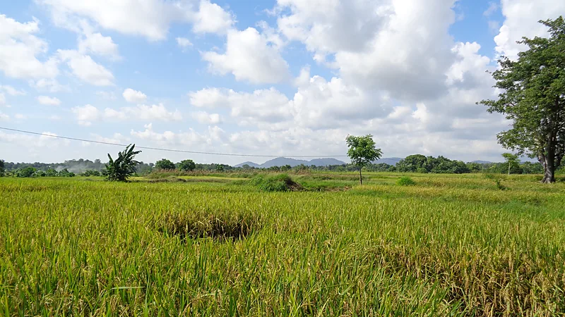 Produksi Padi Sulawesi Naik Tipis, Ancaman Puso Membayangi