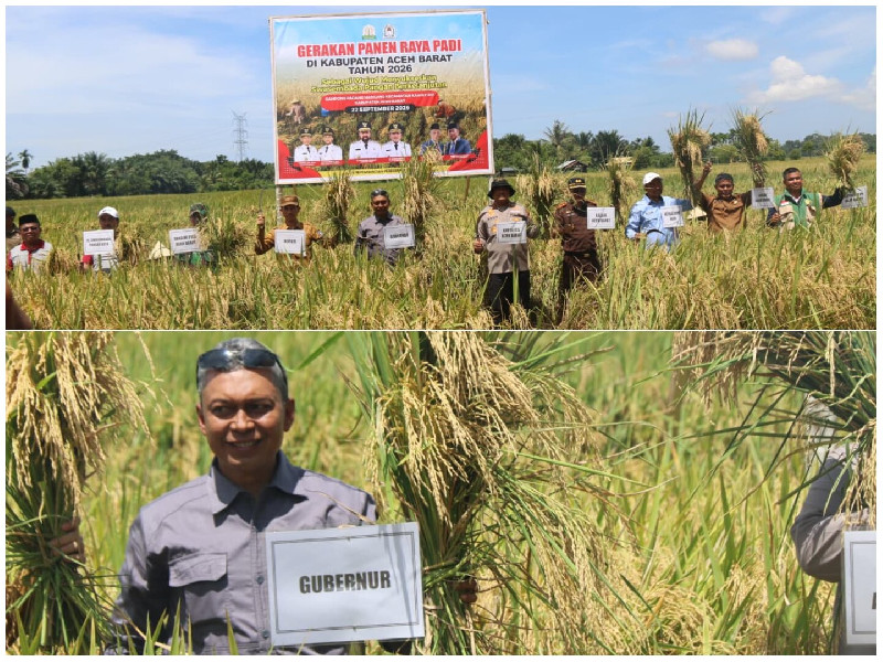 Aceh Memburu Pemulihan 47.000 Hektare Sawah Rusak Bencana