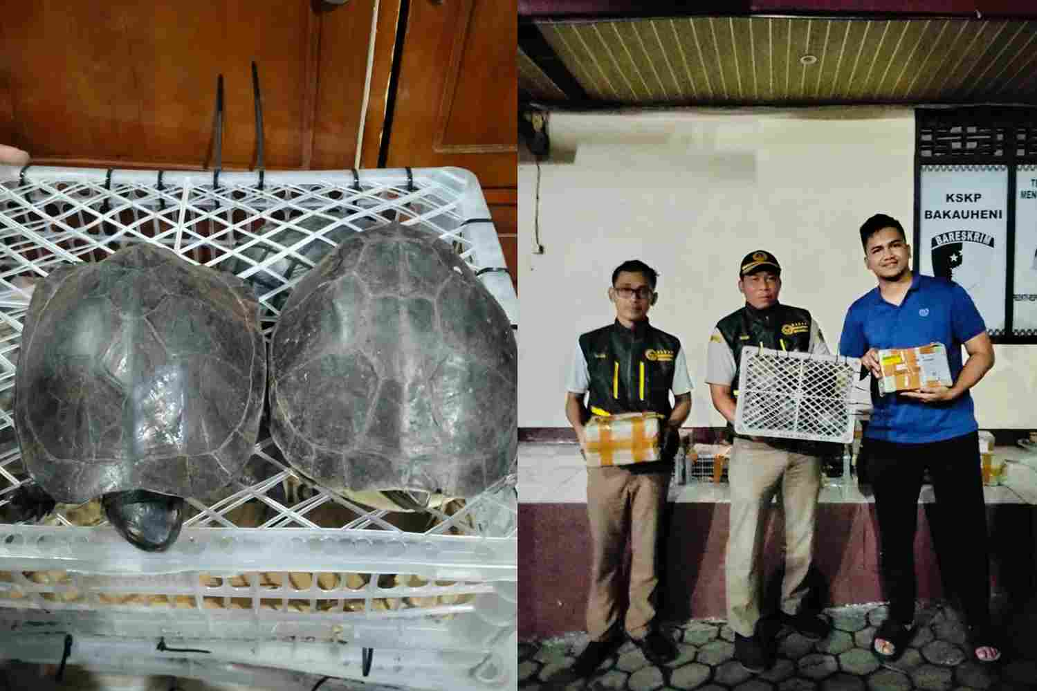 Operasi Bakauheni Bongkar Penyelundupan Kura-Kura Ilegal