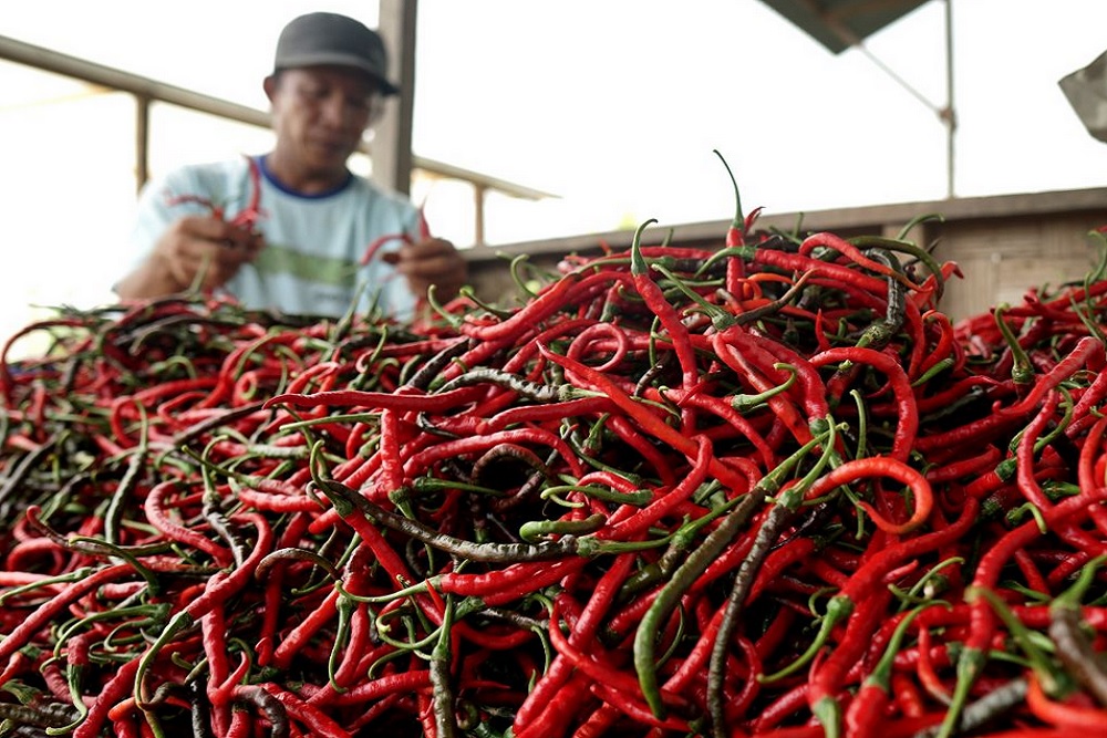 Cabai Rawit Tembus Rp140 Ribu: Mengapa Melonjak dan Siapa Diuntungkan?