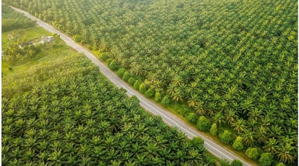 Program TJSL Perkebunan Sawit: Perisai Sosial Lawan Pencurian TBS