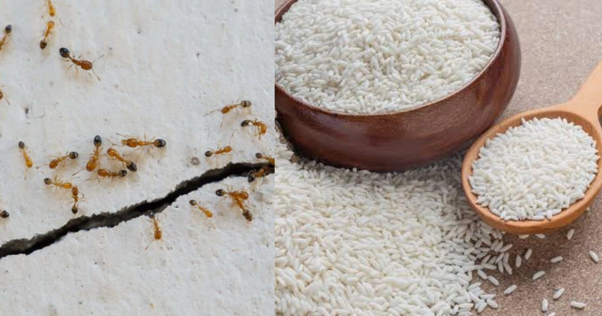 Cara Ampuh Mengusir Semut dari Beras dan Gula Pasir